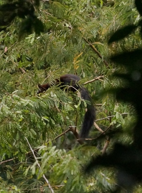 Guy saw this critter and at first we thought it was a monkey. It had an amazingly long tail. Turns out it's a squirrel.